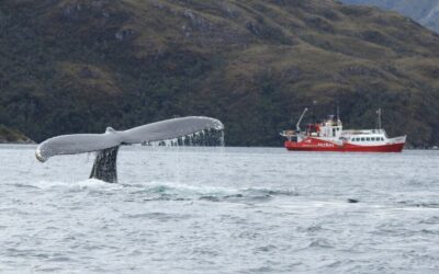 The key of the two seas and Sarmiento de Gamboa-Helado Glaciers